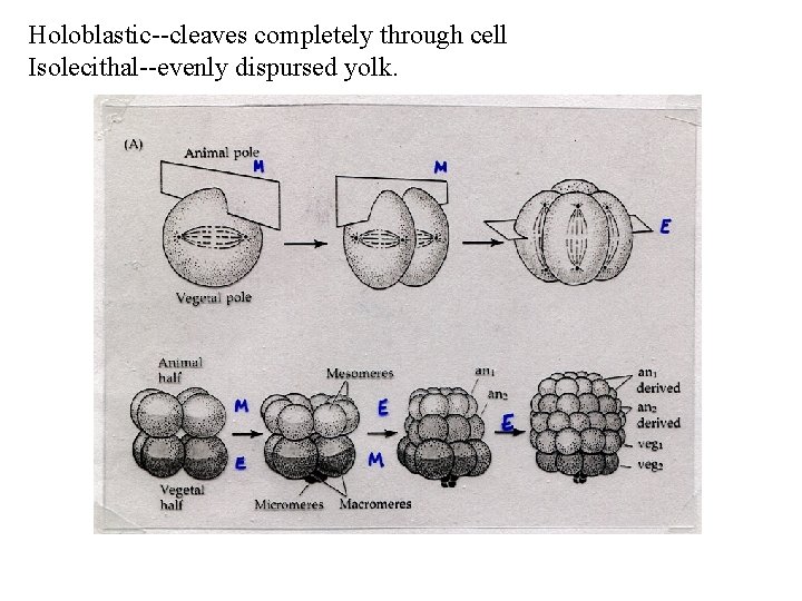 Holoblastic--cleaves completely through cell Isolecithal--evenly dispursed yolk. 