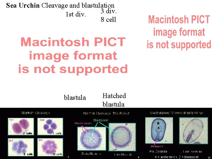 Sea Urchin Cleavage and blastulation 3 div. 1 st div. 8 cell blastula Hatched