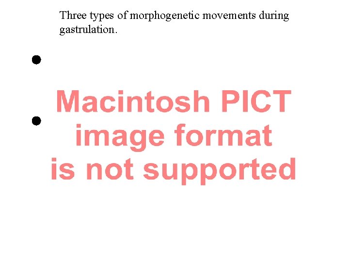 Three types of morphogenetic movements during gastrulation. 