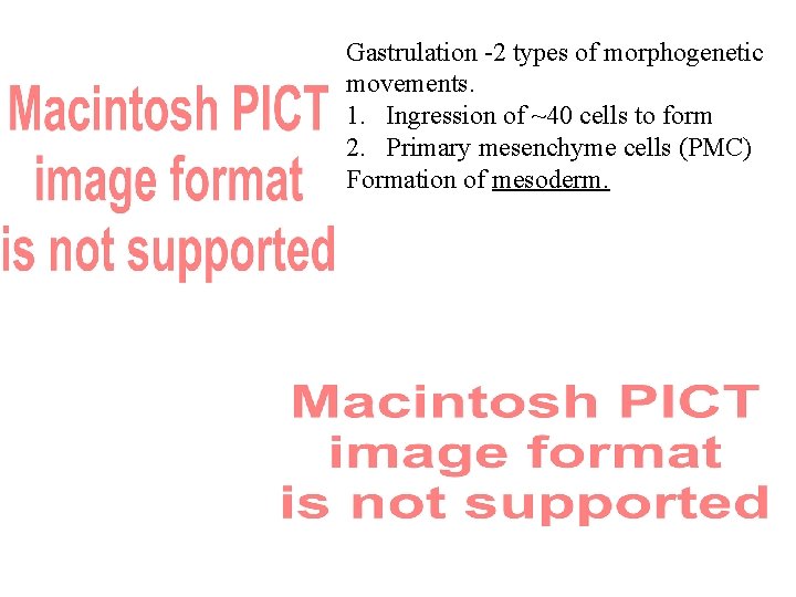 Gastrulation -2 types of morphogenetic movements. 1. Ingression of ~40 cells to form 2.