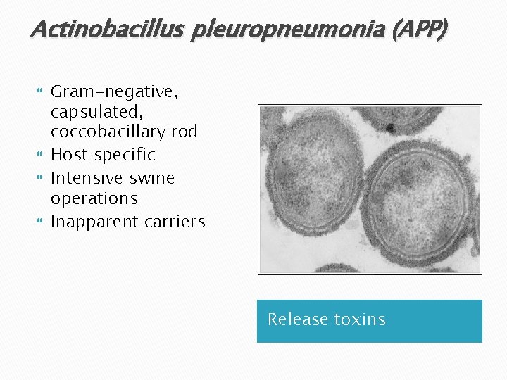 Actinobacillus pleuropneumonia (APP) Gram-negative, capsulated, coccobacillary rod Host specific Intensive swine operations Inapparent carriers