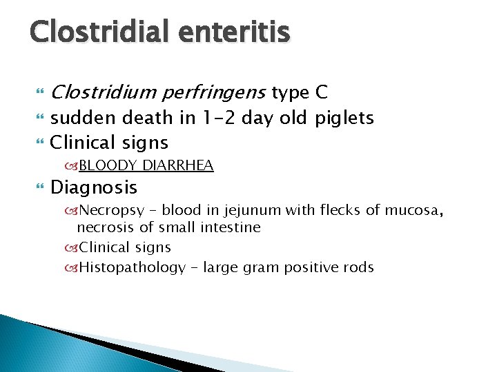 Clostridial enteritis Clostridium perfringens type C sudden death in 1 -2 day old piglets