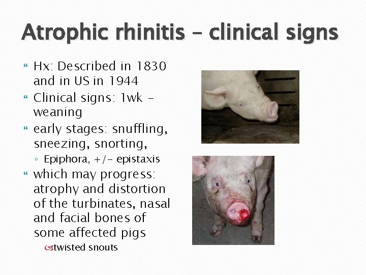 Atrophic rhinitis – clinical signs Hx: Described in 1830 and in US in 1944
