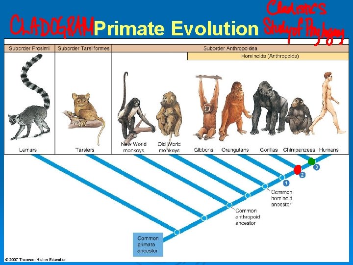 Primate Evolution 