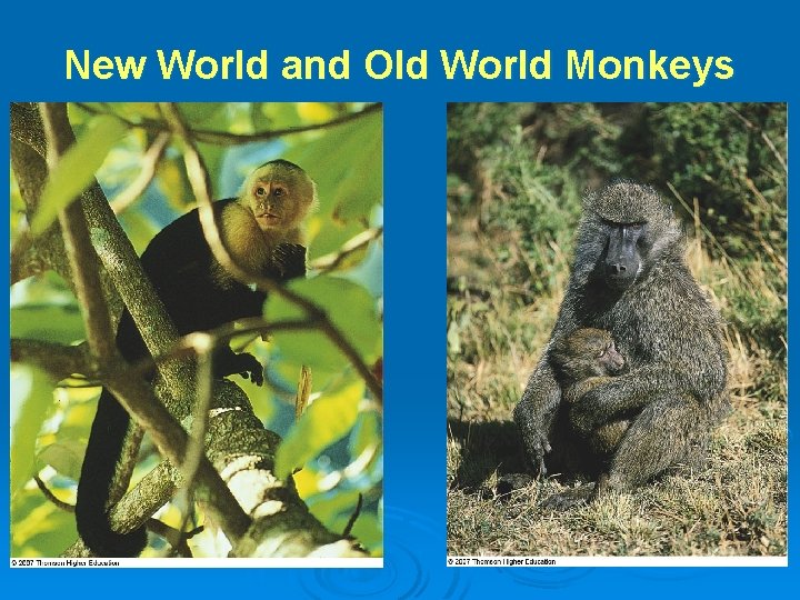 New World and Old World Monkeys 