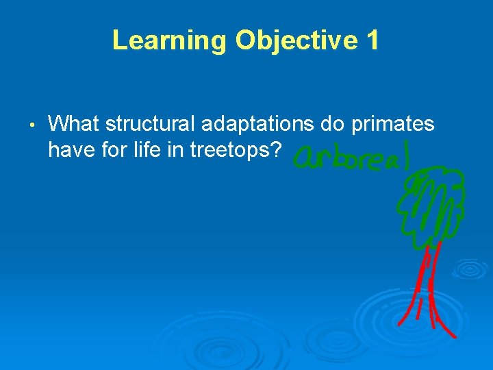 Learning Objective 1 • What structural adaptations do primates have for life in treetops?