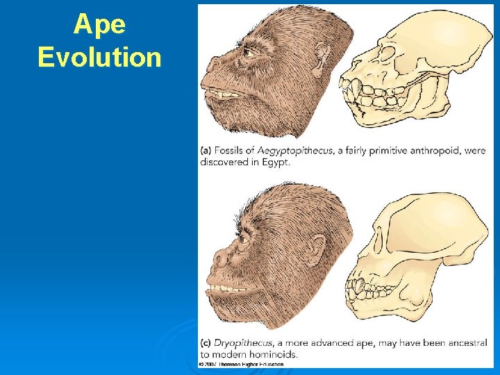 Ape Evolution 