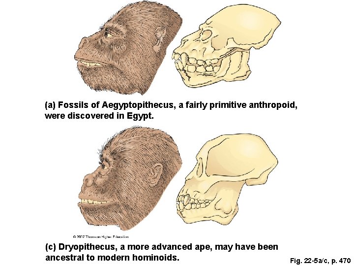 (a) Fossils of Aegyptopithecus, a fairly primitive anthropoid, were discovered in Egypt. (c) Dryopithecus,