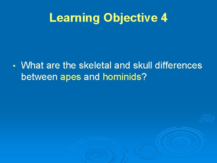 Learning Objective 4 • What are the skeletal and skull differences between apes and