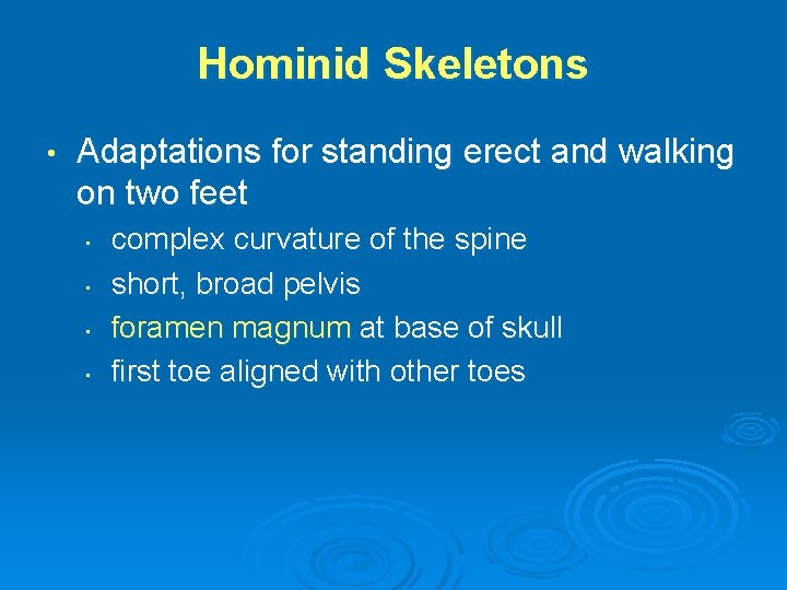 Hominid Skeletons • Adaptations for standing erect and walking on two feet • •