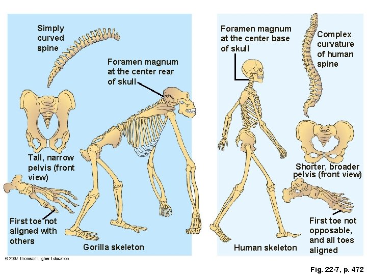 Simply curved spine Foramen magnum at the center base of skull Complex curvature of