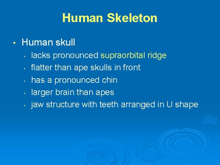 Human Skeleton • Human skull • • • lacks pronounced supraorbital ridge flatter than