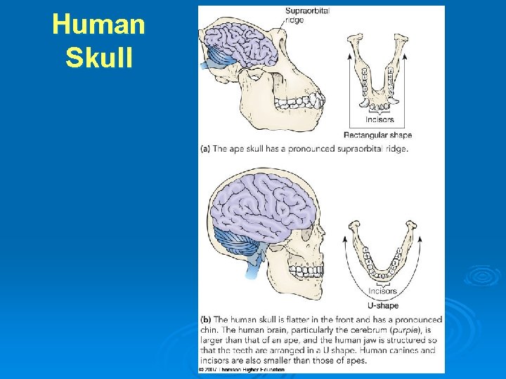 Human Skull 