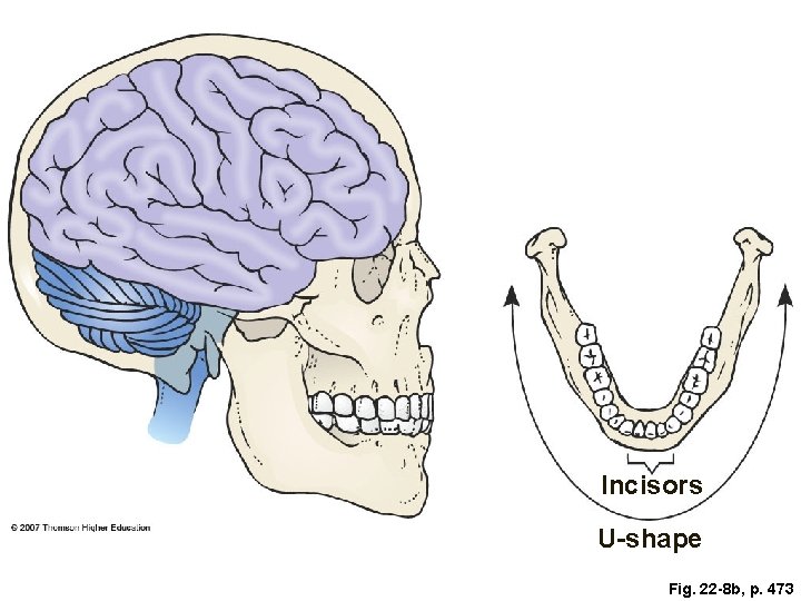 Incisors U-shape Fig. 22 -8 b, p. 473 