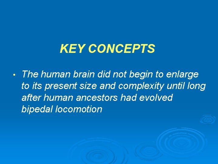 KEY CONCEPTS • The human brain did not begin to enlarge to its present