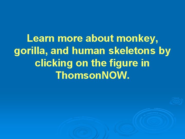 Learn more about monkey, gorilla, and human skeletons by clicking on the figure in