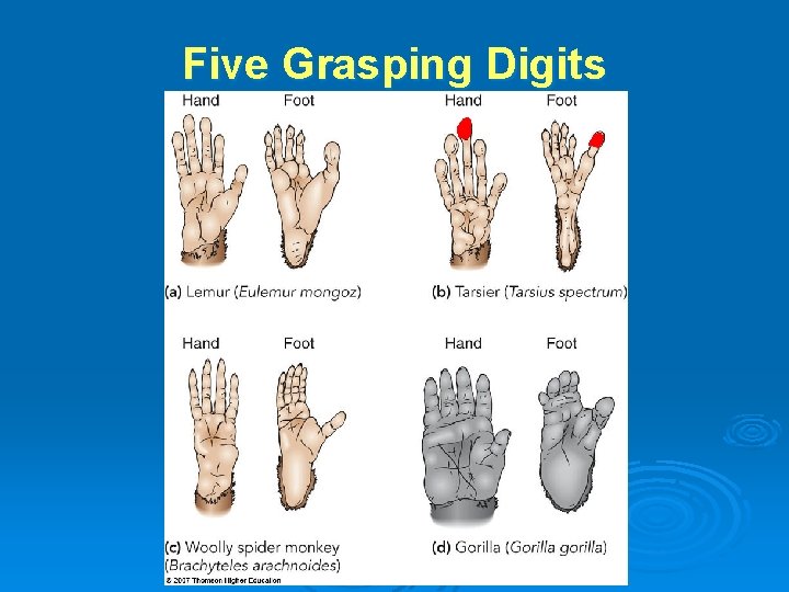 Five Grasping Digits 