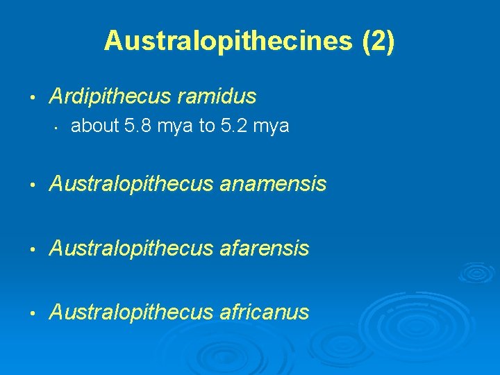 Australopithecines (2) • Ardipithecus ramidus • about 5. 8 mya to 5. 2 mya