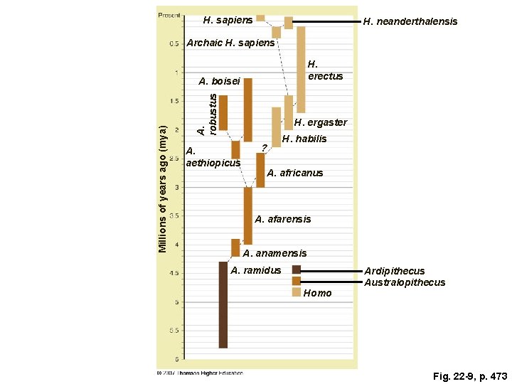 H. sapiens H. neanderthalensis Archaic H. sapiens H. erectus A. robustus Millions of years