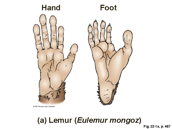 Hand Foot (a) Lemur (Eulemur mongoz) Fig. 22 -1 a, p. 467 