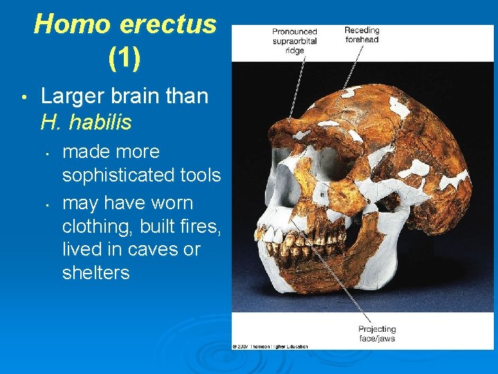 Homo erectus (1) • Larger brain than H. habilis • • made more sophisticated