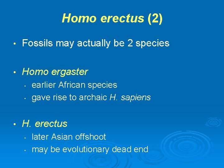 Homo erectus (2) • Fossils may actually be 2 species • Homo ergaster •