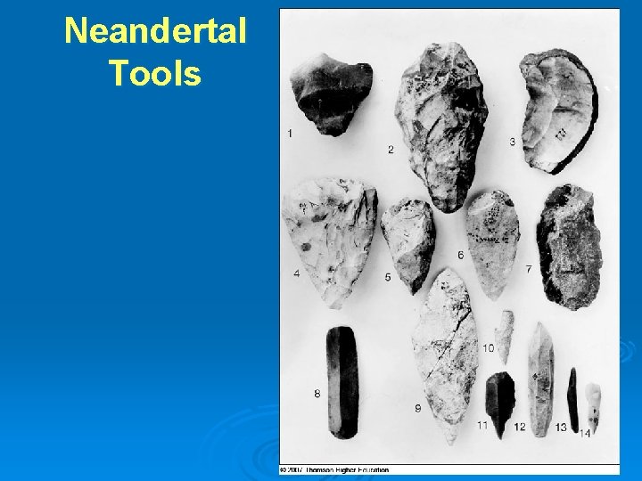 Neandertal Tools 