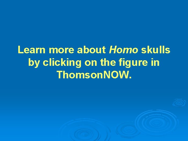 Learn more about Homo skulls by clicking on the figure in Thomson. NOW. 