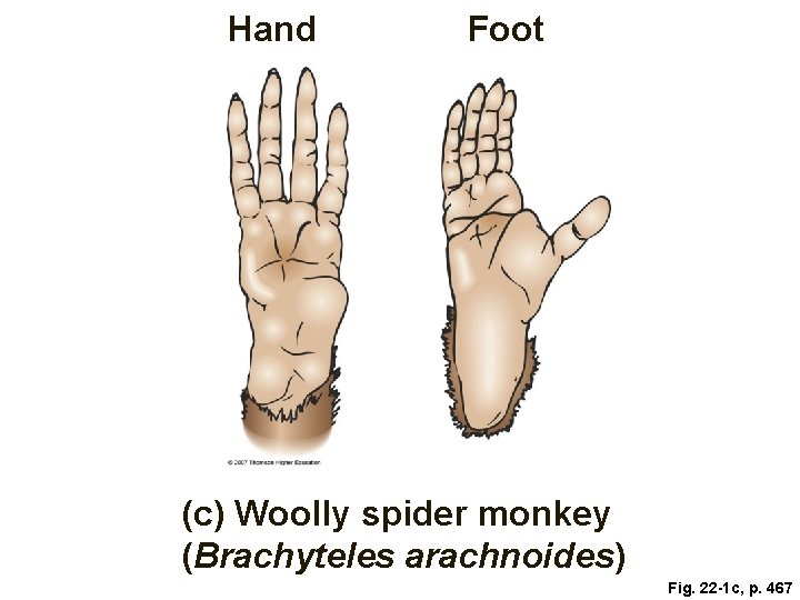 Hand Foot (c) Woolly spider monkey (Brachyteles arachnoides) Fig. 22 -1 c, p. 467