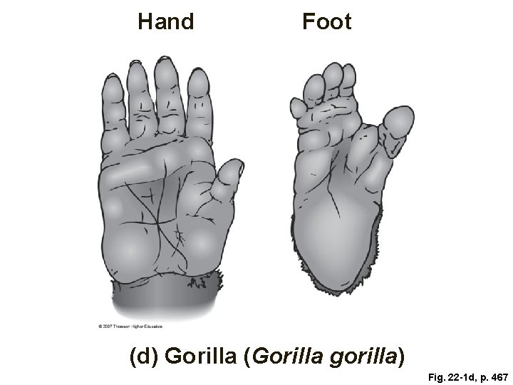 Hand Foot (d) Gorilla (Gorilla gorilla) Fig. 22 -1 d, p. 467 