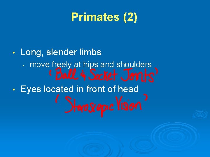 Primates (2) • Long, slender limbs • • move freely at hips and shoulders