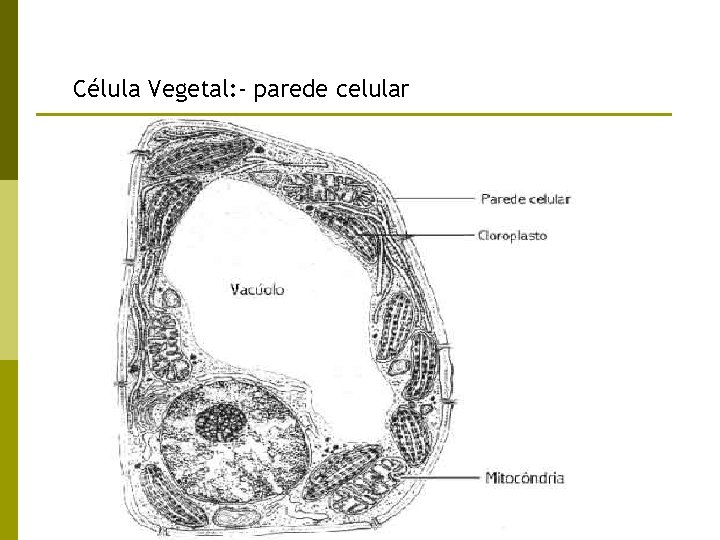 Célula Vegetal: - parede celular Prof. Lusia Morais 