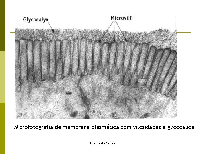 Microfotografia de membrana plasmática com vilosidades e glicocálice Prof. Lusia Morais Microfotografia de membrana plasmática com vilosidades e glicocálice Prof. Lusia Morais