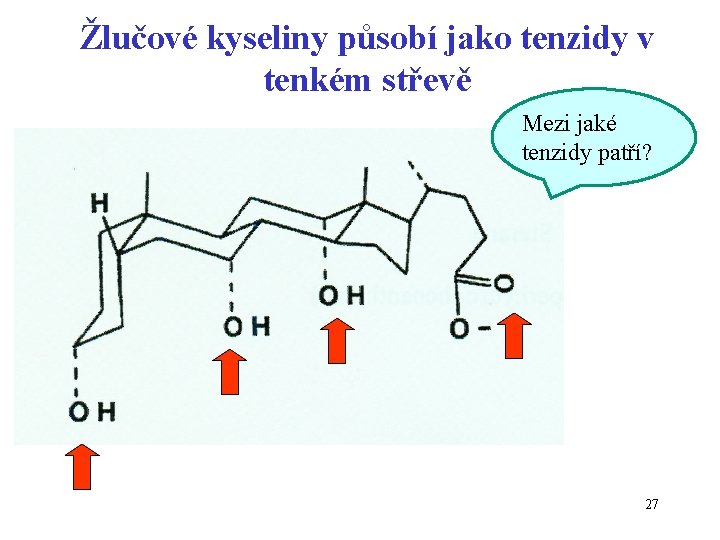 Žlučové kyseliny působí jako tenzidy v tenkém střevě Mezi jaké tenzidy patří? 27 