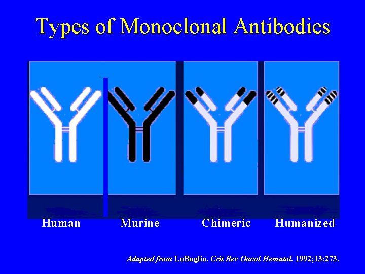 Types of Monoclonal Antibodies Human Murine Chimeric Humanized Adapted from Lo. Buglio. Crit Rev