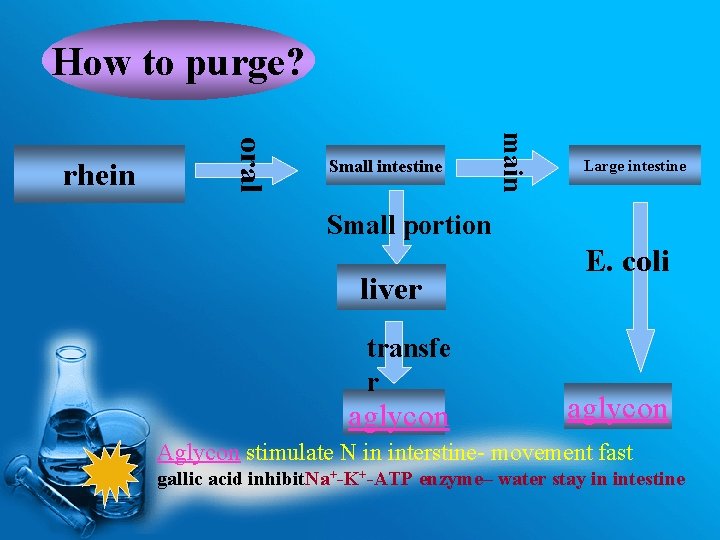 How to purge? main oral rhein Small intestine Large intestine Small portion liver transfe