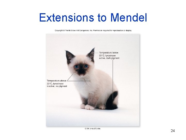 Extensions to Mendel 24 