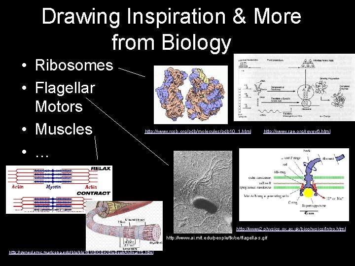 Drawing Inspiration & More from Biology • Ribosomes • Flagellar Motors • Muscles •