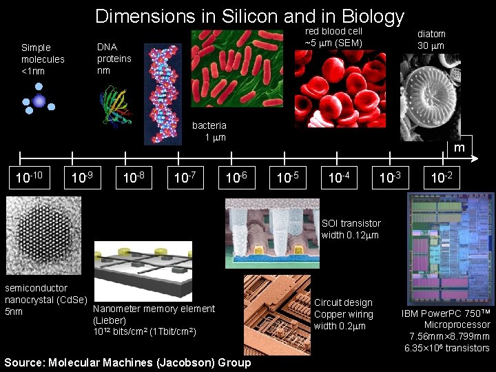 Dimensions in Silicon and in Biology red blood cell ~5 m (SEM) DNA proteins