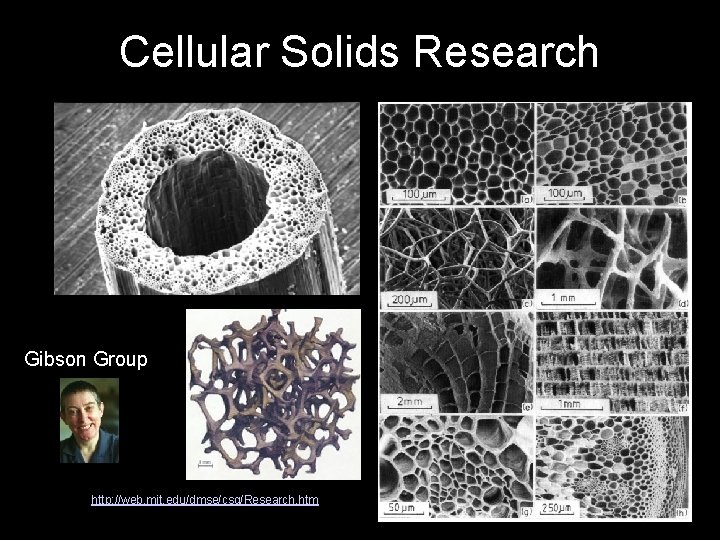 Cellular Solids Research Gibson Group http: //web. mit. edu/dmse/csg/Research. htm 