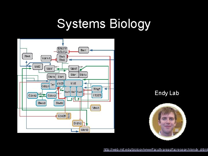 Systems Biology Endy Lab http: //web. mit. edu/biology/www/facultyareas/facresearch/endy. shtml 