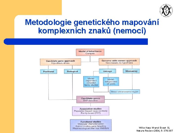 Metodologie genetického mapování komplexních znaků (nemocí) Wills-Karp M and Ewart SL Nature Review 2004,