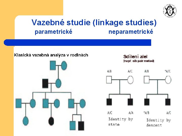 Vazebné studie (linkage studies) parametrické neparametrické 