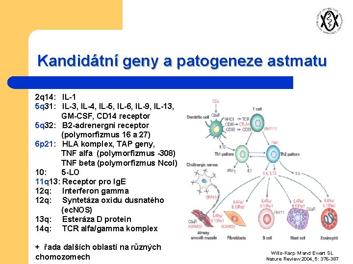 Kandidátní geny a patogeneze astmatu 2 q 14: IL-1 5 q 31: IL-3, IL-4,