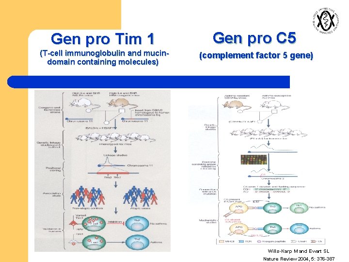 Gen pro Tim 1 (T-cell immunoglobulin and mucindomain containing molecules) Gen pro C 5