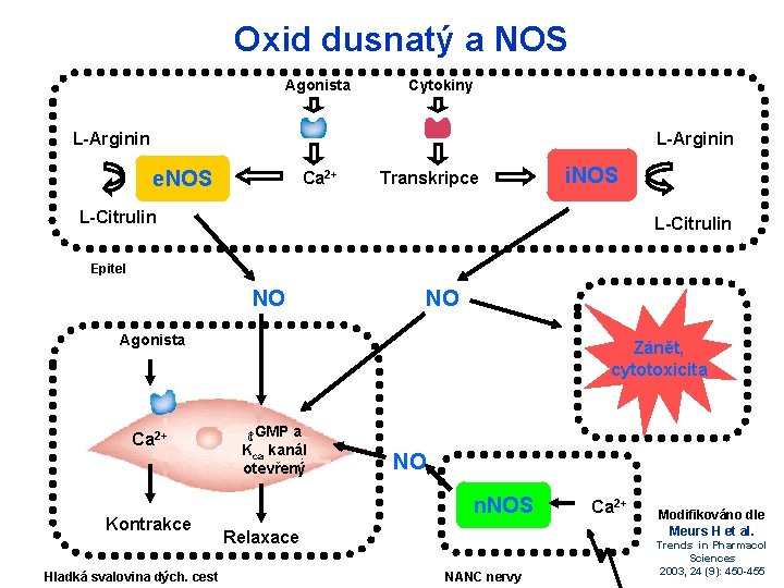 Oxid dusnatý a NOS Agonista Cytokiny L-Arginin e. NOS Ca 2+ Transkripce i. NOS
