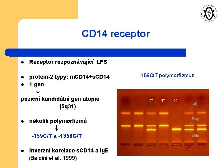 CD 14 receptor l Receptor rozpoznávající LPS protein-2 typy: m. CD 14+s. CD 14
