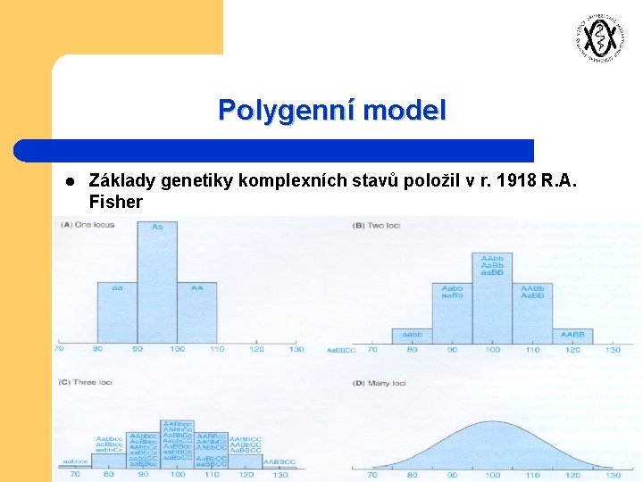 Polygenní model l Základy genetiky komplexních stavů položil v r. 1918 R. A. Fisher