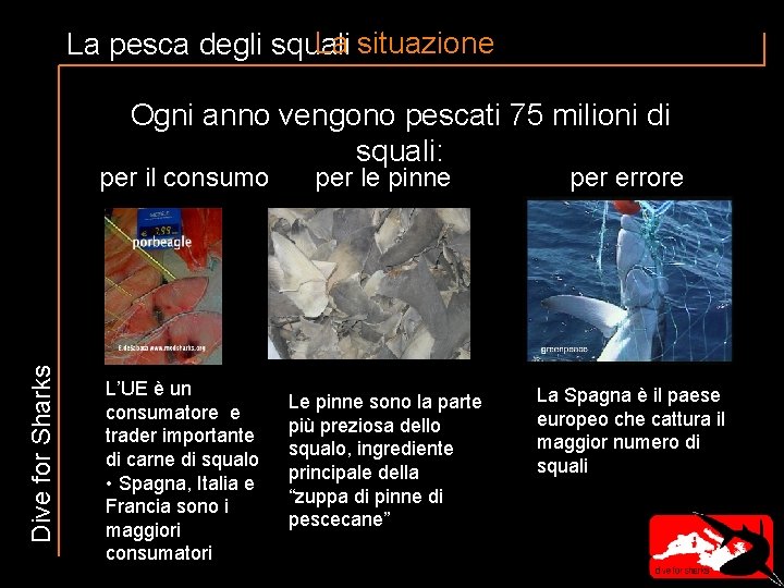 La situazione La pesca degli squali Ogni anno vengono pescati 75 milioni di squali: