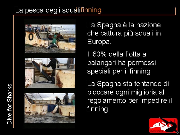 Il finning La pesca degli squali La Spagna è la nazione che cattura più